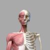 заболевания костно-мышечной системы